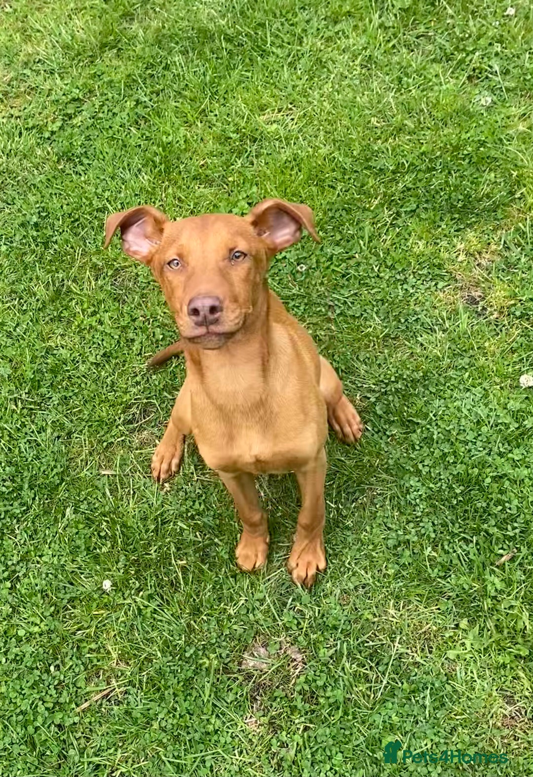 Mixed Breed dogs for sale: Doberman x Dutch shepherd  - Image 3