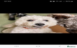 Maltipoo dogs for sale: Beautiful 1 yr old male - Image 4