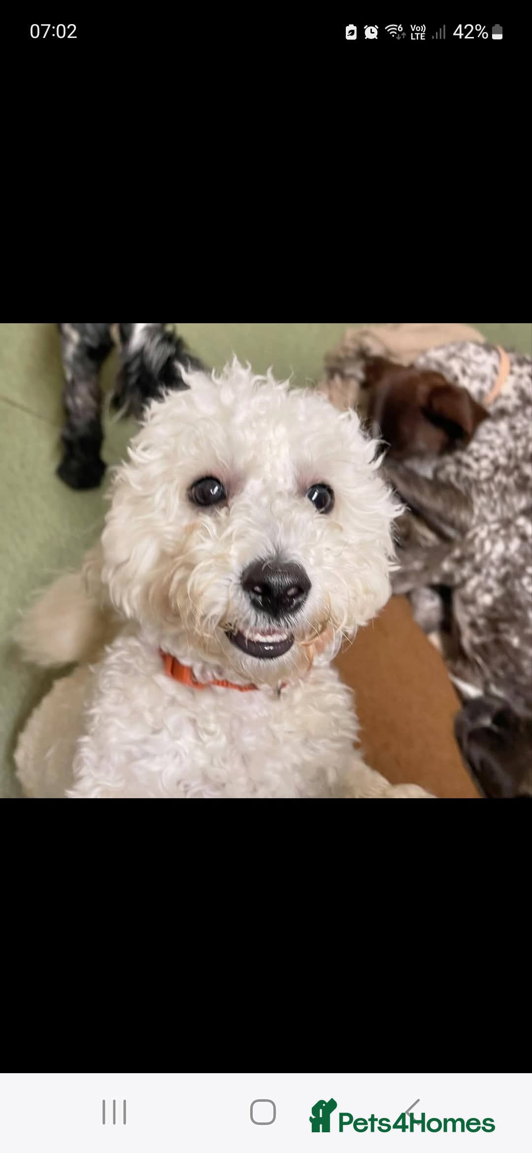 Maltipoo dogs for sale: Beautiful 1 yr old male - Image 4