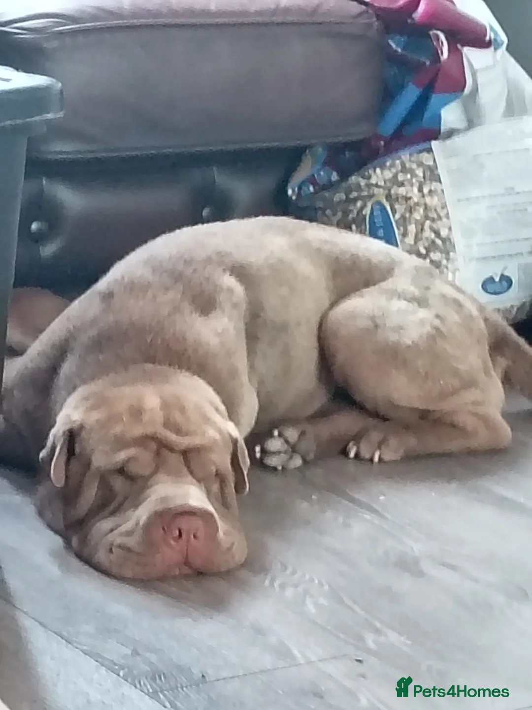 Shar Pei dogs for sale: Shar pei for rehoming - Advert 2