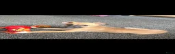 Lurcher dogs for sale: Genuine 3/4 whippet 1/4 collie pups for sale  - Advert 6