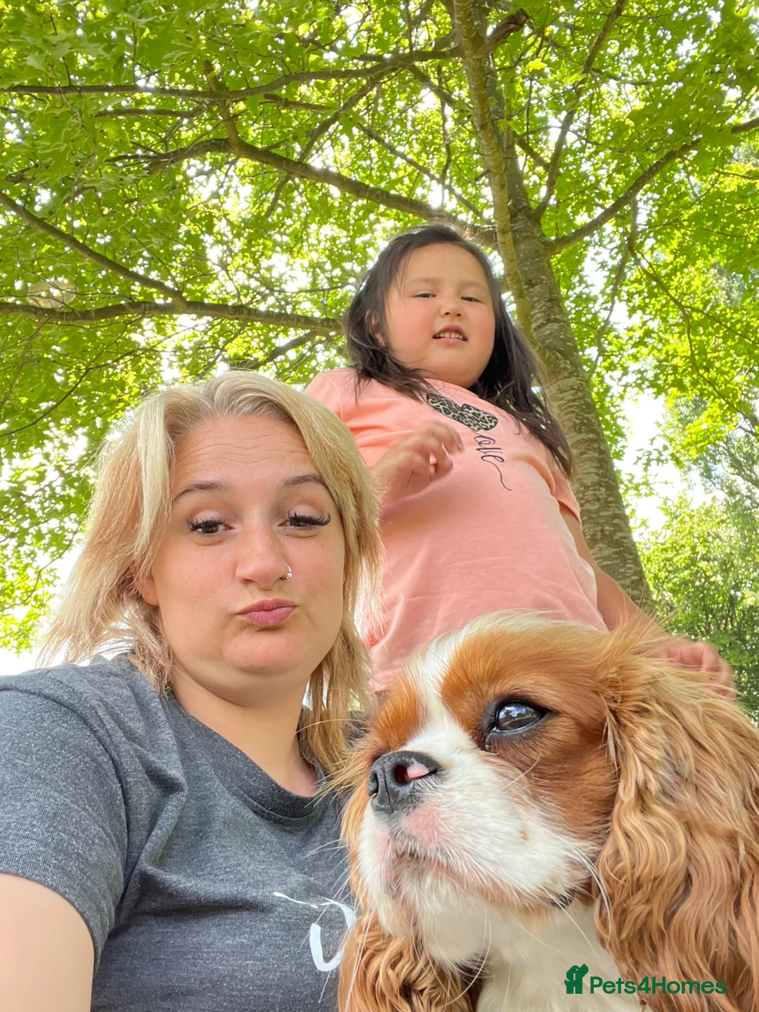 Cavalier King Charles Spaniel dogs for sale: Cavalier King Charles spaniel - Advert 2