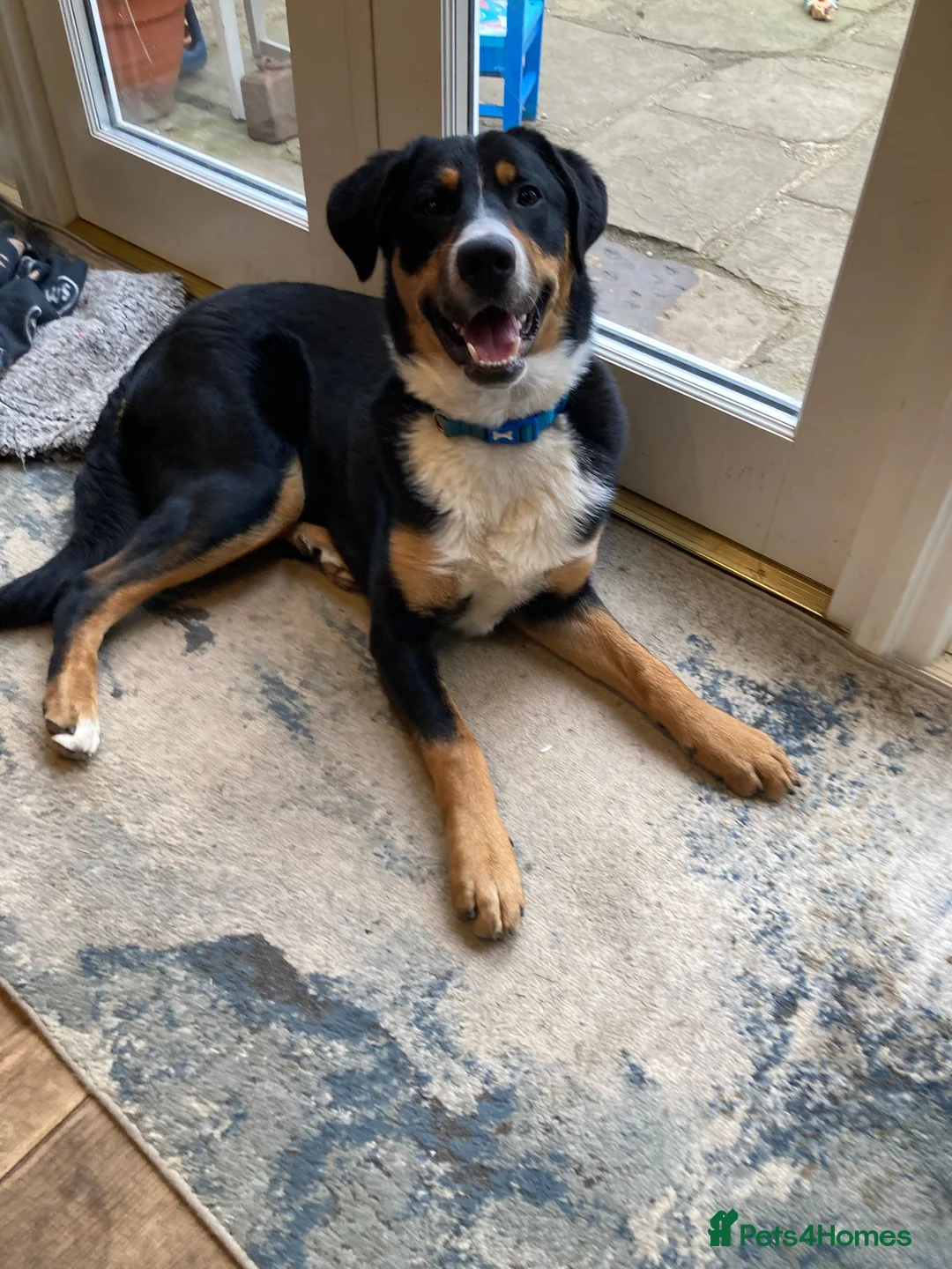 Mixed Breed dogs for sale: Meet Jasper: The ultimate Border-nese companion!  in Durham - Advert 11