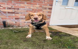 Cocker Spaniel dogs for sale: Skyla- working cocker spaniel 1yr 3mths - Image 1