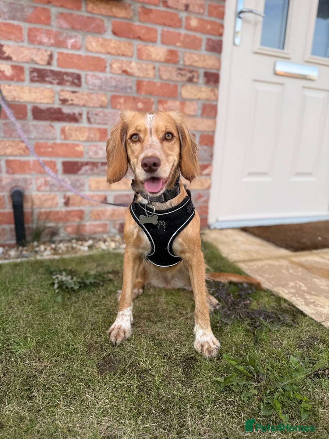 Cocker Spaniel dogs for sale: Skyla- working cocker spaniel 1yr 3mths - Image 1