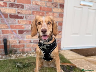 Cocker Spaniel dogs - Advert 33