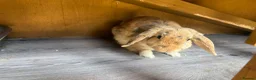 Mini Lop rabbits for sale: 5ft double hutch with mum and 8 babies - Advert 2