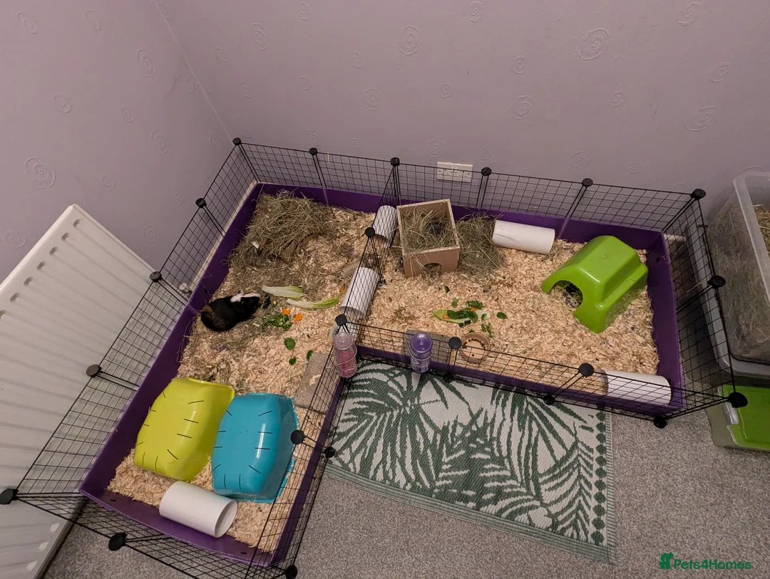 Guinea Pig rodents for sale: Guinea pigs looking for a home  - Advert 6
