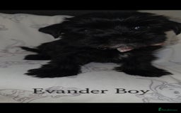 Yorkshire Terrier dogs for sale: Yorkshire Terrier Puppies Ready Now - Image 9