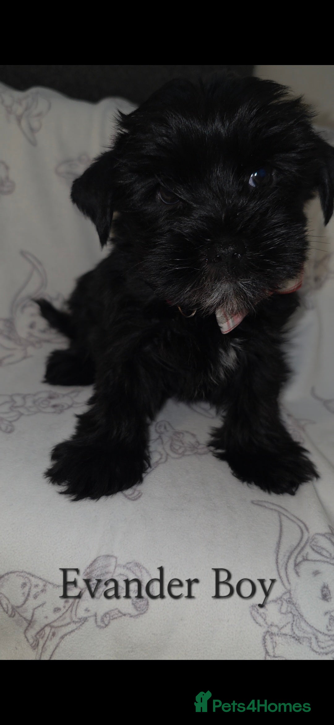 Yorkshire Terrier dogs for sale: Yorkshire Terrier Puppies Ready Now - Image 9