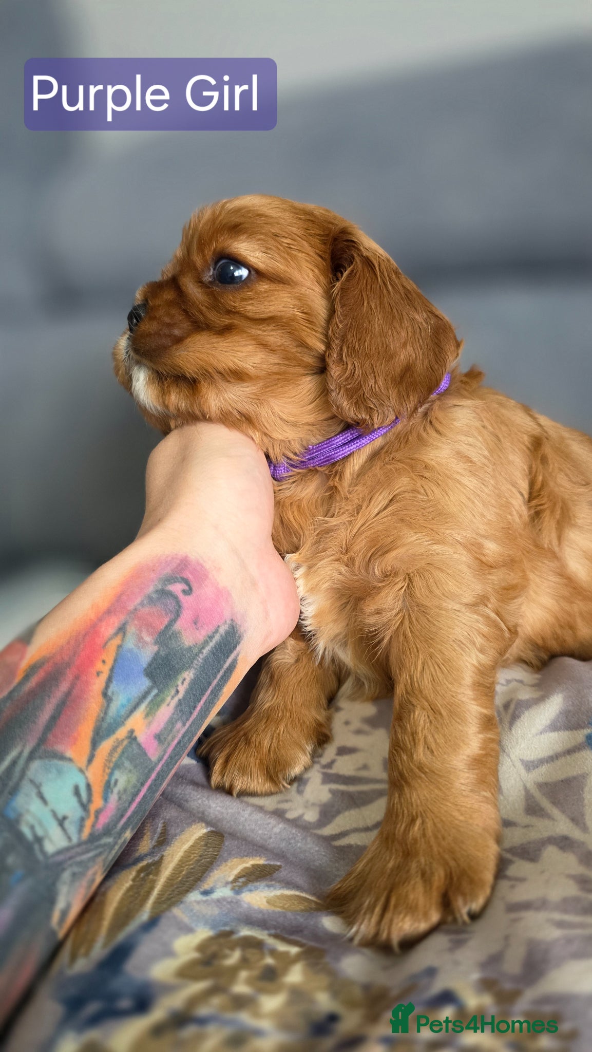 Cavalier King Charles Spaniel dogs for sale: Beautiful Cavalier King Charles Spaniel  in Nottingham - Advert 10