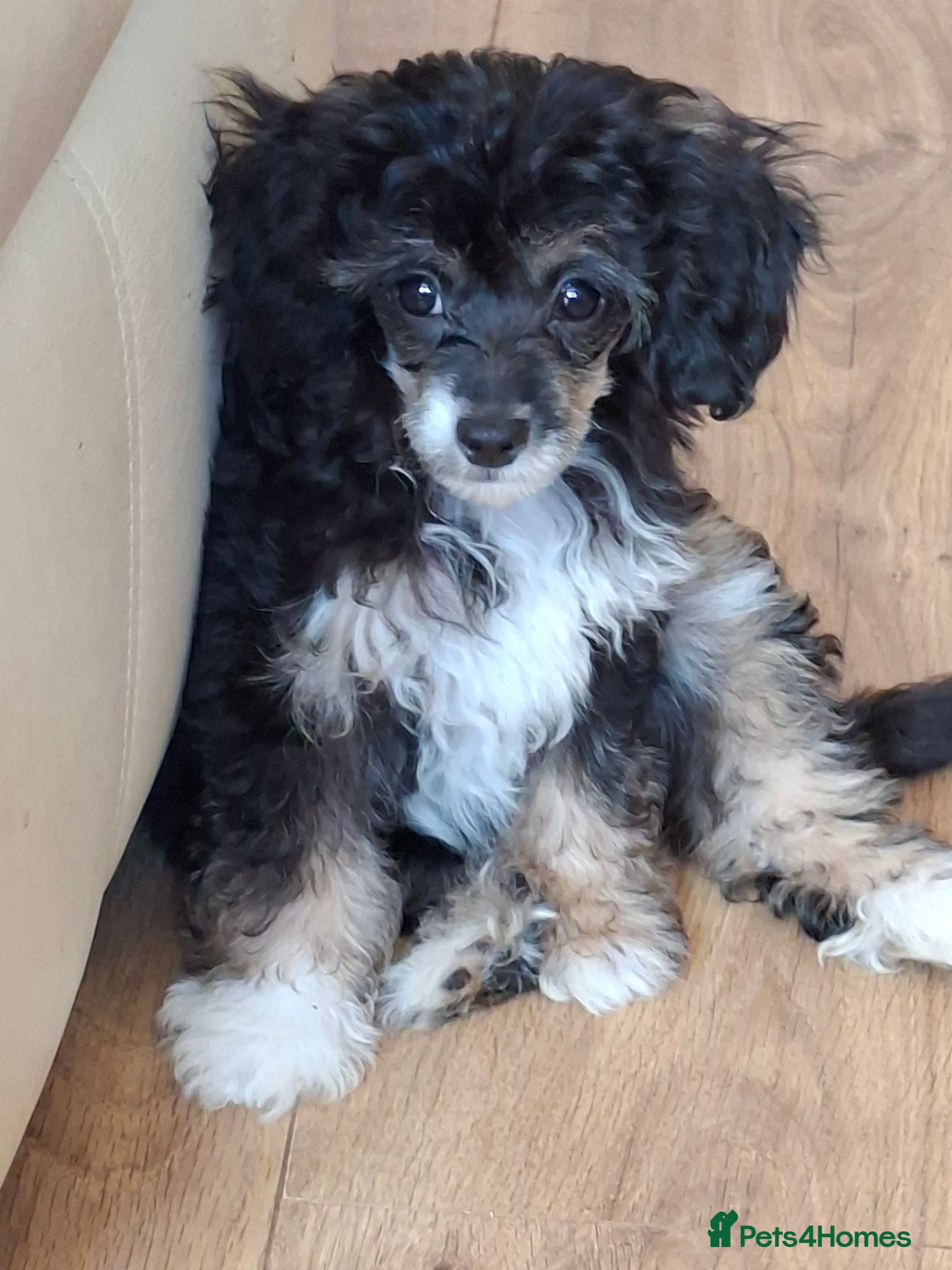 Mixed Breed dogs Stunning small papipoos/ papillon  x toy poodle - Advert 1
