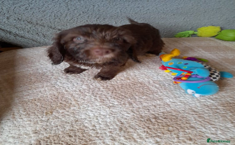 Sprocker dogs - Advert 2
