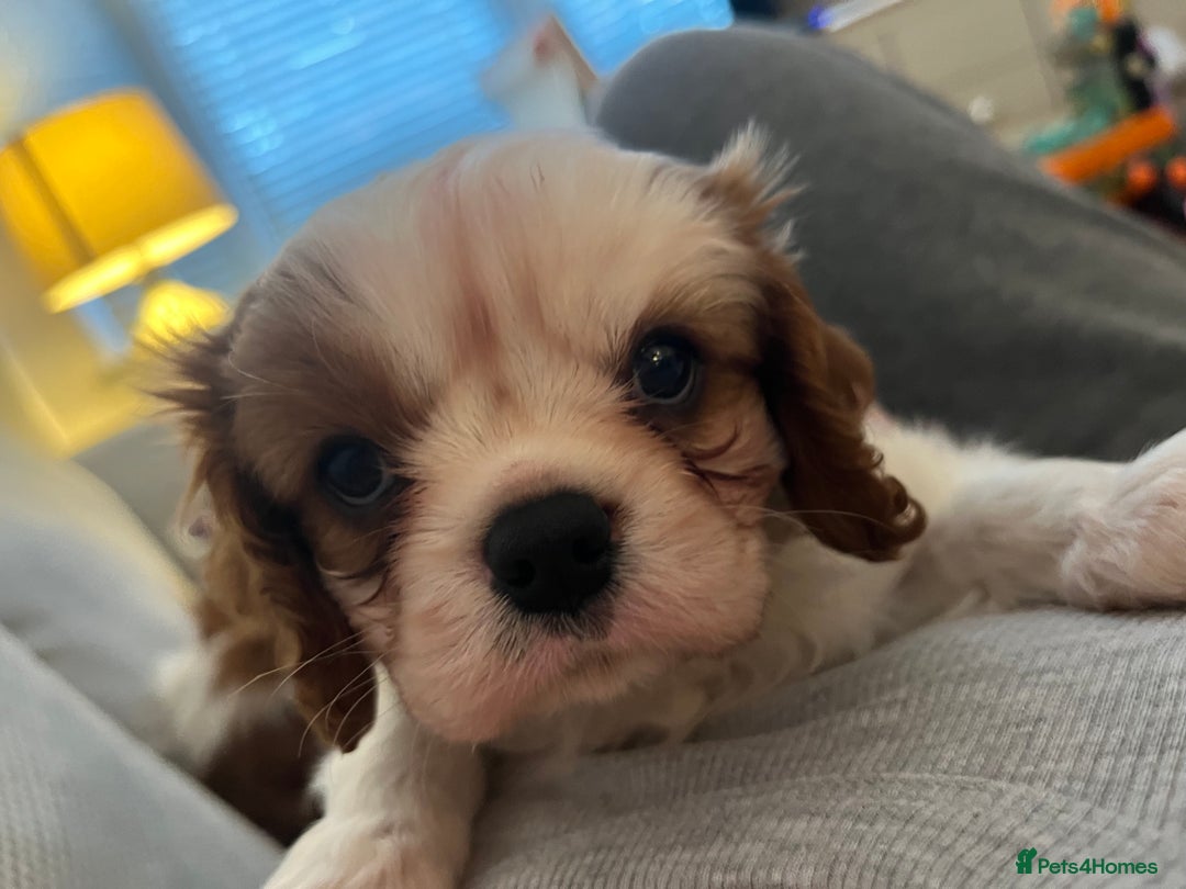 Cavalier King Charles Spaniel dogs for sale: Singleton Blenheim Cavalier Boy – Family Raised - Advert 15