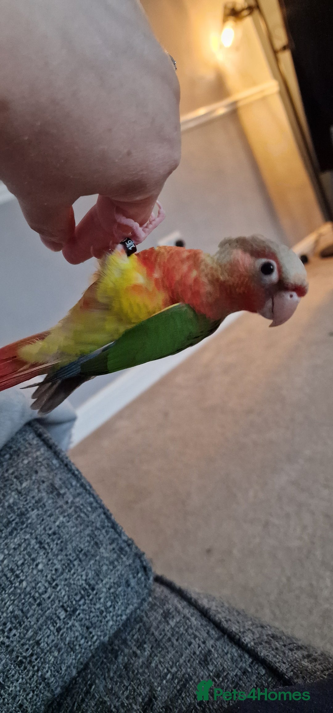 Conures birds for sale: Beautiful fully hand reared conure baby's  - Advert 27