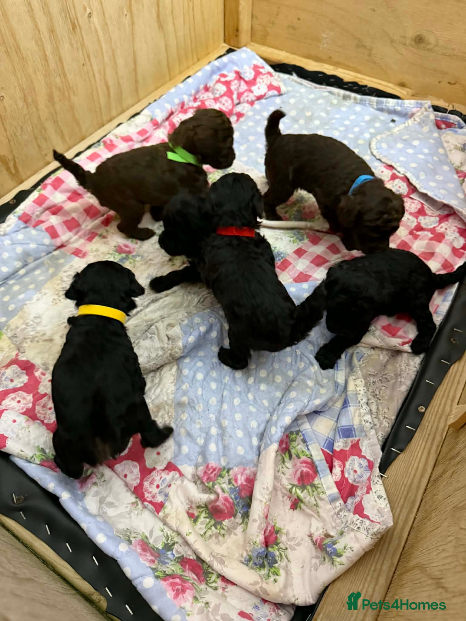 Jackapoo dogs Beautiful Jackapoos puppies - Advert 2