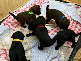 Jackapoo dogs Beautiful Jackapoos puppies - Advert 3