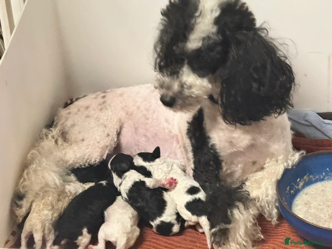 Toy Poodle dogs for sale: Tiny toy poodle boys available for reservation - Advert 7