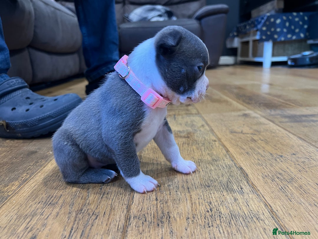 Boston Terrier dogs for sale: Boston terrier puppies - Image 36