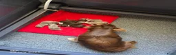 Chihuahua dogs for sale: Long coat chihuahua puppies 5 boys 2 girls - Advert 6