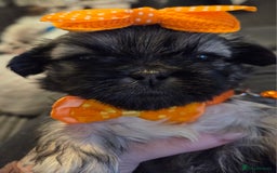 Shih Tzu dogs for sale: Shitz shu puppies  - Image 1