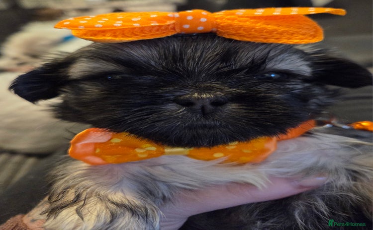 Shih Tzu dogs - Advert 3