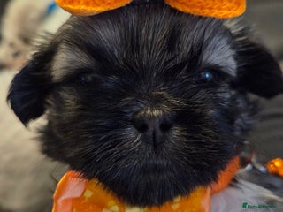 Shih Tzu dogs - Advert 10