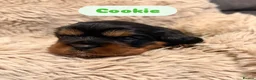 Cavalier King Charles Spaniel dogs for sale: 5 Beautiful Cavalier Puppies  in Stockport - Advert 11