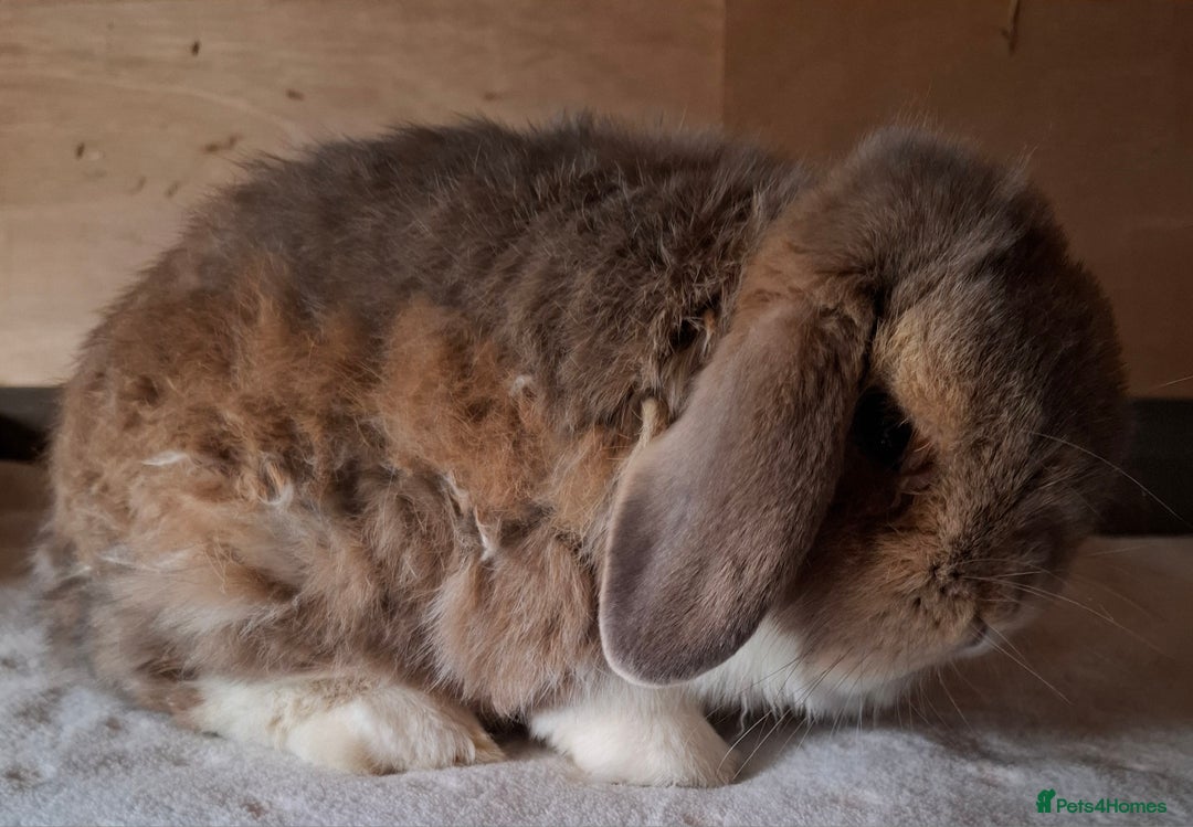 Mini Lop rabbits for sale: 2 x adult mini lop bucks - Image 15