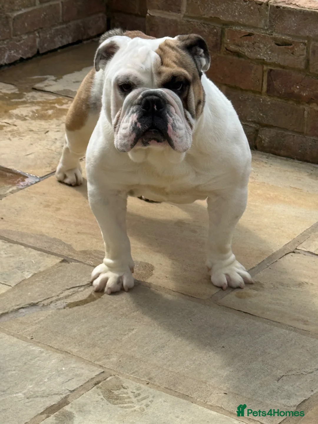 English Bulldog dogs for sale: KC REGISTERED Red/White English Bulldog Puppies  - Advert 2