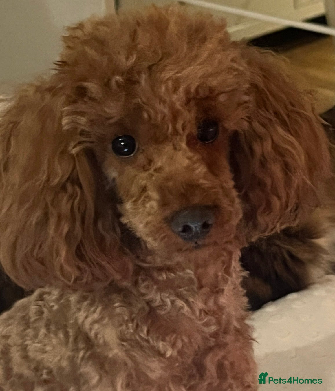 Miniature Poodle dogs DNA health tested miniature poodles - Advert 1