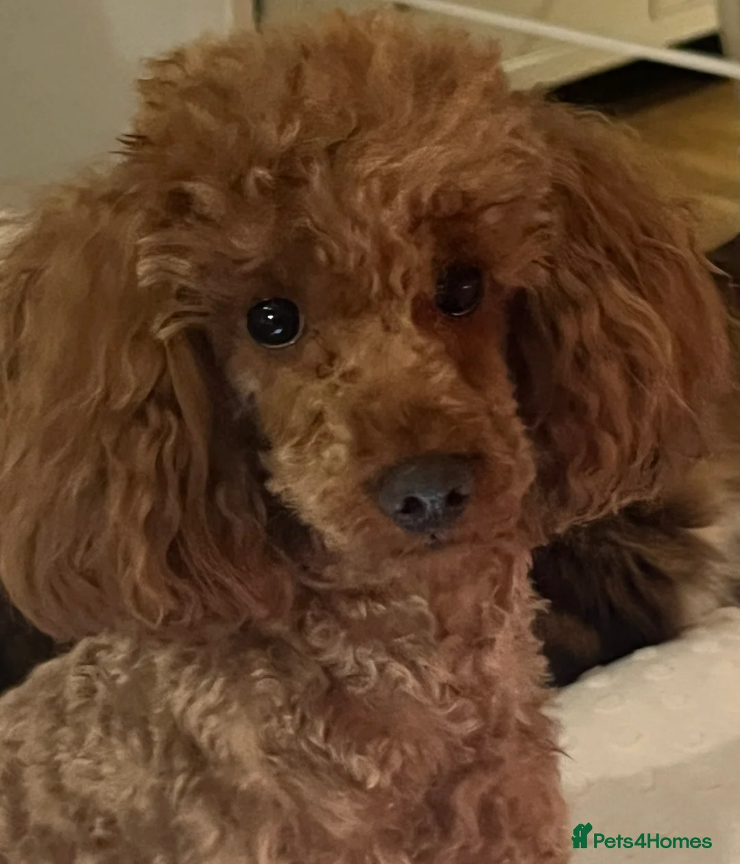 Miniature Poodle dogs for sale: DNA health tested miniature poodles - Advert 1