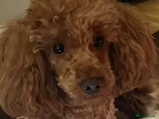 Miniature Poodle dogs DNA health tested miniature poodles - Advert 1