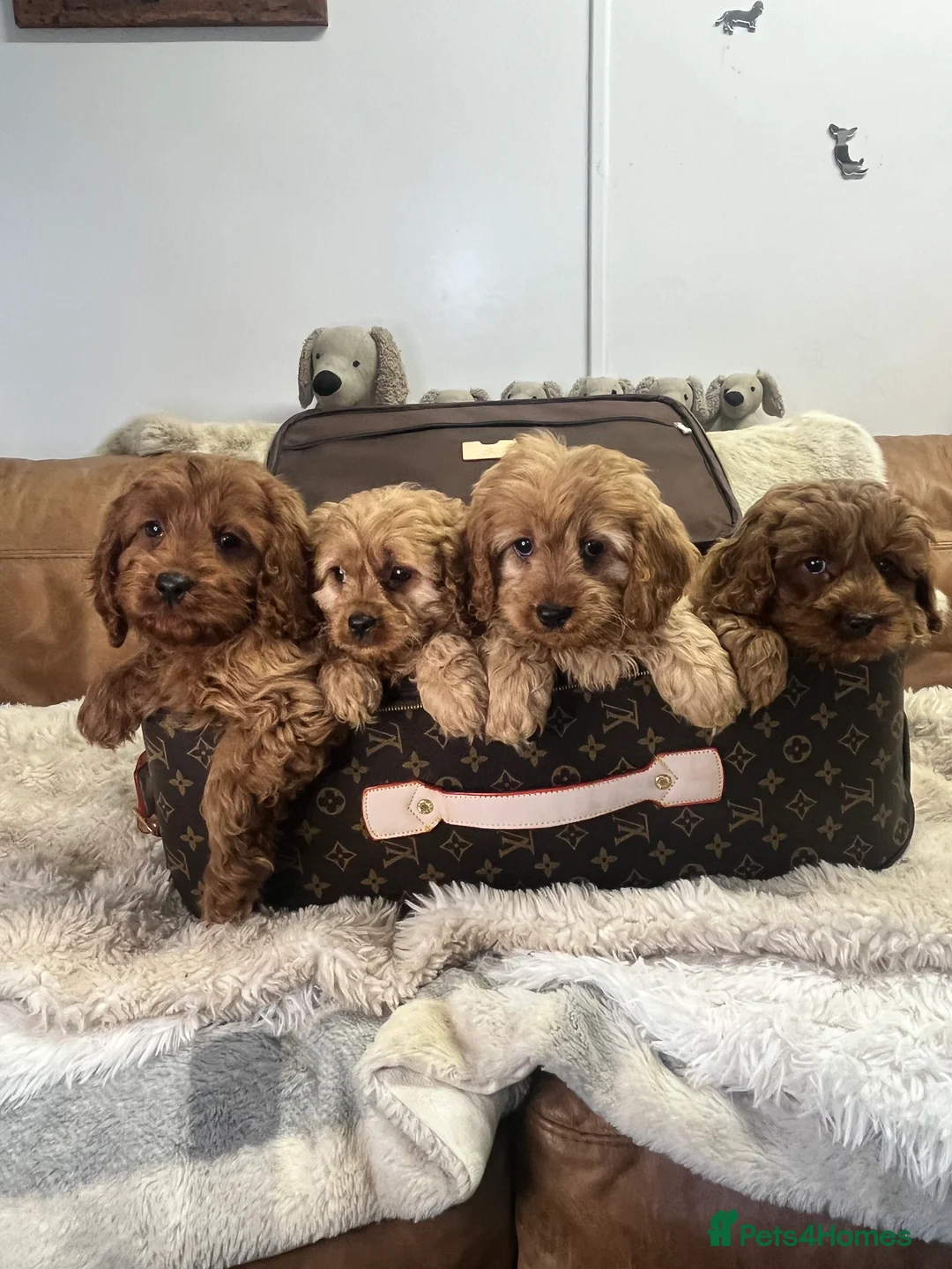 Cavapoo dogs for sale: stunningly stunning cavapoo health tested litter - Advert 4