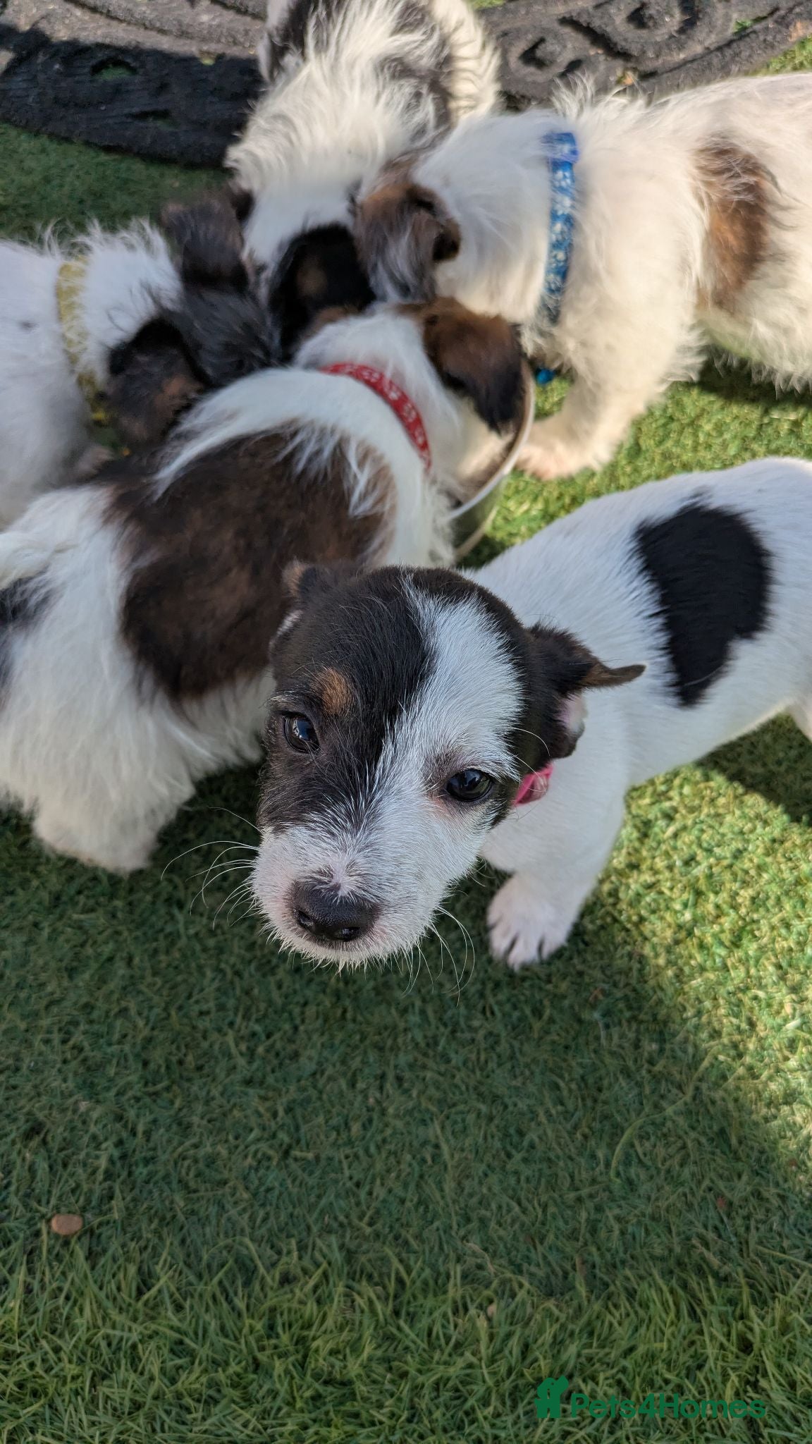 Jack Russell dogs Rough coated jack Russell puppies  - Advert 2