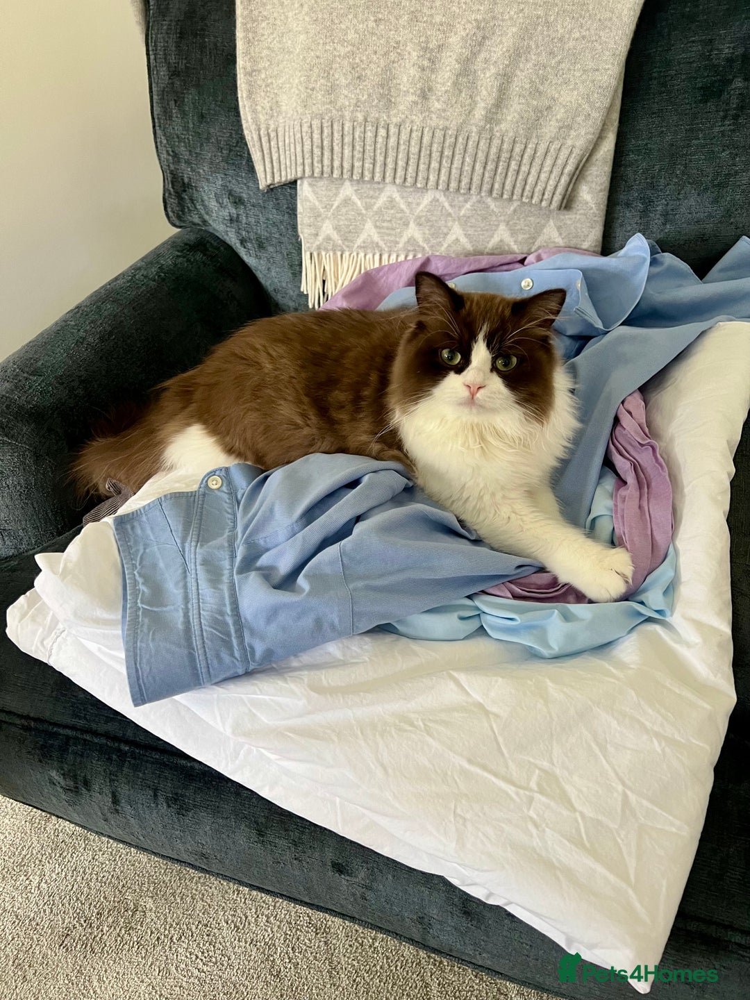RagaMuffin cats for sale: 2 year old Ragamuffin sisters to loving home - Image 10