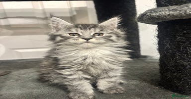 Maine Coon cats  TICA Registered Maine Coon Kittens-Proven lines - Advert 1