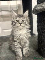 Maine Coon cats TICA Registered Maine Coon Kittens-Proven lines - Advert 4