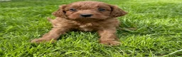 Cavapoo dogs for sale: Deep red cavpoo girls - Advert 13
