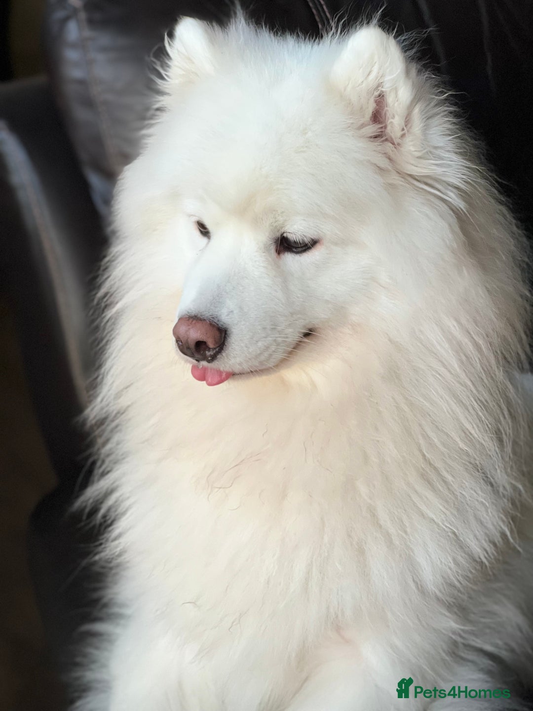 Samoyed dogs for sale: Beautiful Samoyed female  - Advert 6