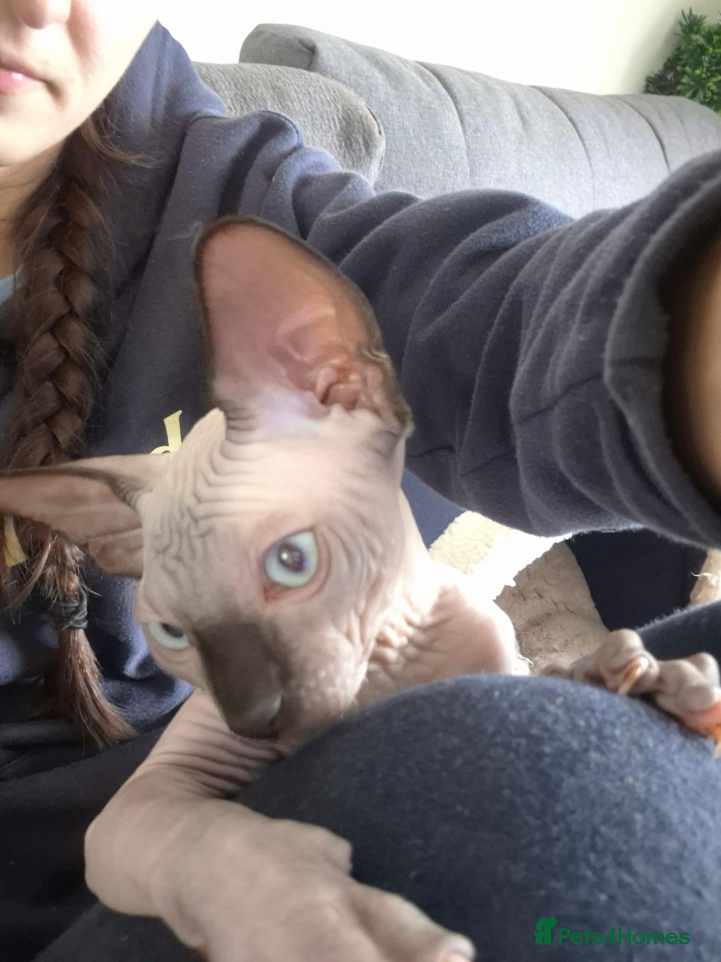 Sphynx cats Canadian sphynx kitten looking for home - Advert 11