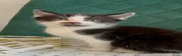 Domestic Shorthair cats for sale: Beautiful Tuxedo Kittens Looking for new Homes🐾❤️ - Advert 9