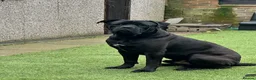 Cane Corso dogs for sale: Urgent Cane Corso  - Advert 3