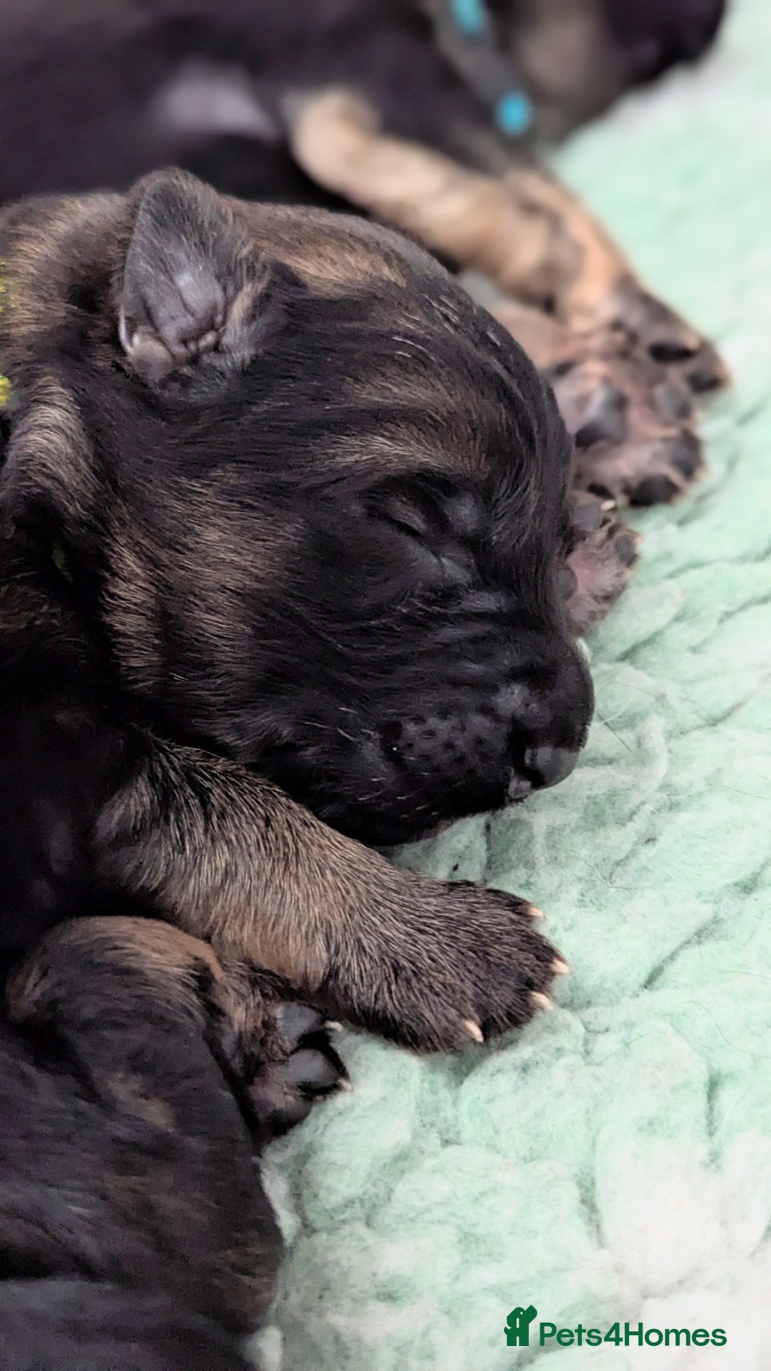 German Shepherd dogs for sale: Beautiful KC German Shepherd Puppies health tested - Image 7