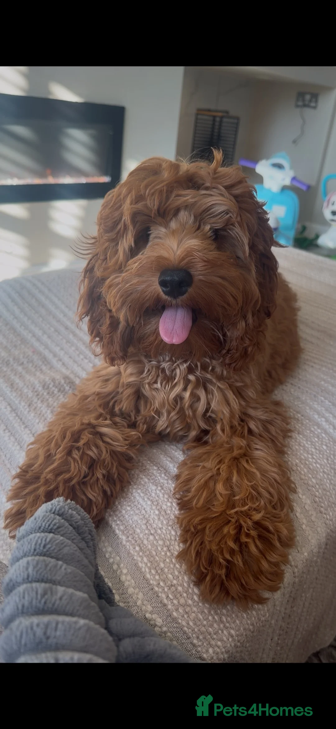 Cockapoo dogs for sale: 6 month old cockapoo girl 🩷 in Wigan - Advert 1