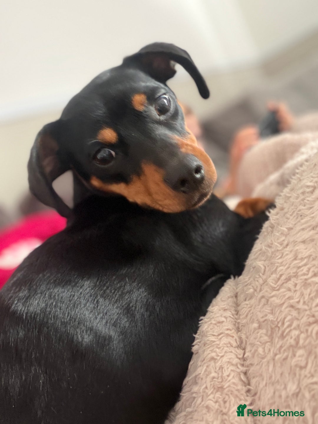 Mixed Breed dogs for sale: Nala 12/01/2024 - Advert 4