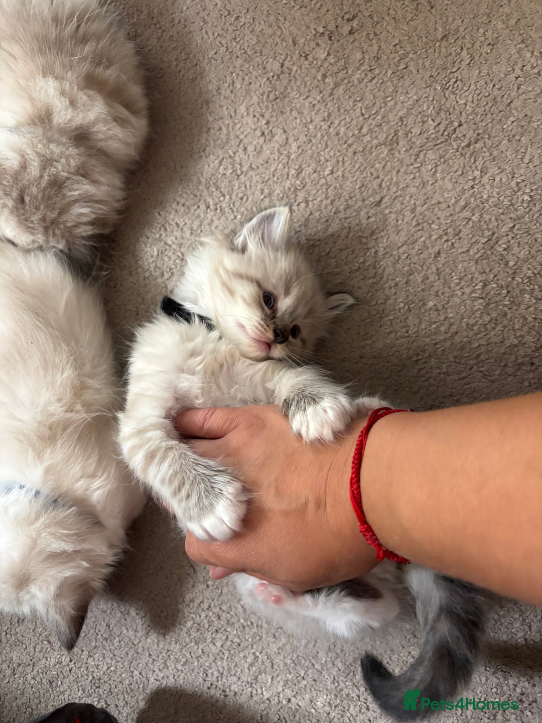 Ragdoll cats for sale: Ragdoll kittens - Image 13