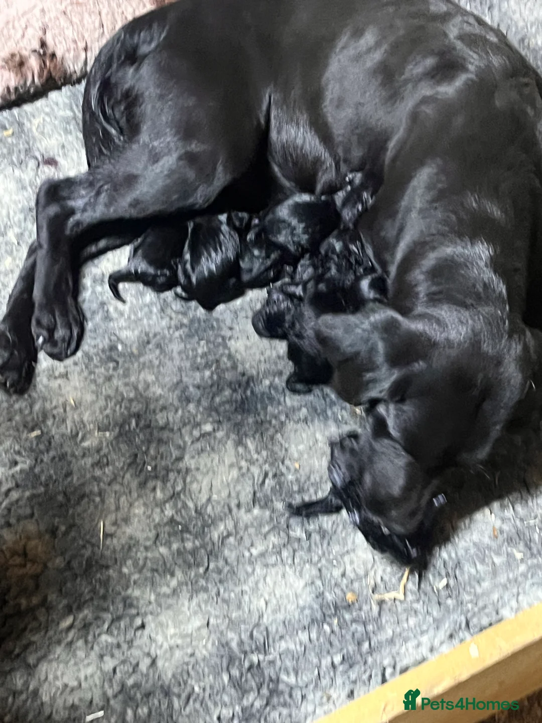 Labrador Retriever dogs for sale: Labrador Puppies - Advert 1