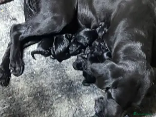 Labrador Retriever dogs Labrador Puppies - Advert 2