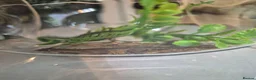 Gecko reptiles for sale: 2x mourning geckos and full setup  - Advert 8